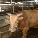 영인목장 이미지