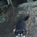 아롱이네 농장 이미지