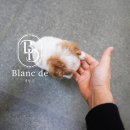 화이트켄넬(white-kennel) 이미지