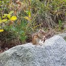 숲에서 도토리 까먹는 다람쥐 자세히 보여드립니다 기사 이미지