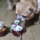 반려견수제간식 아지맘마 | 대전강아지케이크 페트윈 대전애견수제간식 반려견컵케이크 후기