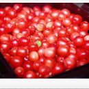 보리수 산장 이미지