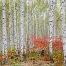 자작나무도서관 이미지