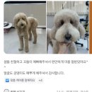 미용오개 애견미용실 영등포점 | 보호자님들의 소중한 후기💖(영등포애견미용_미용오개)