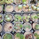 바위솔 | [다육이 키우기] 강인한 생명력 '바위솔' 직삽 성공 후기🌱 재배특성/꽃말/물주는법 완벽정리!