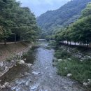 자연(애)장수 이미지