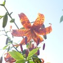 오우재의 여름 꽃들 이미지