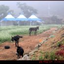 메밀주유소 이미지