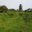 신풍리-1 이미지