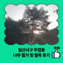 평촌1경로당 | 일산 서구 주엽동 나무 철거 및 벌목 후기