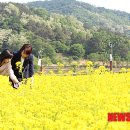 맹방유채꽃마을 이미지