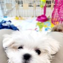 더케이펫 강아지분양 이미지