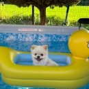 헬퍼독 애견펜션 | 경주 애견동반 펜션ㅣ경주 수영장 있는 숙소 헬퍼독애견펜션 방문후기