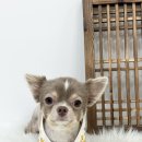 몽몽하개 이미지