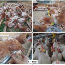 자연에축산 이미지