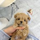 아기강아지 이미지