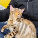 익산 고양이카페 아이캣유 이미지