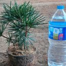 금송목재 이미지