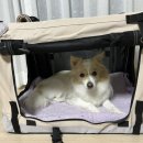 도도 켄넬 이미지