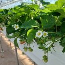 장태산농장 이미지