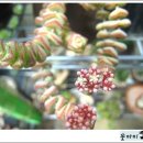 미니페르