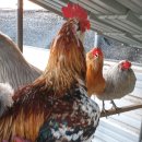 평화안경 이미지