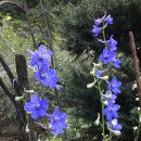 아라리쉼터 이미지