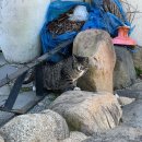 전라도광주 주말1박 둘째날: 딩굴동굴, 양림역사문화마을, 펭귄마을, 까페 puul, 궁전제과 진월점, 고창...
