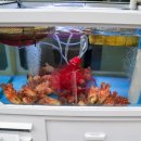 굴따러가세 이미지