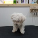 뽀뽀애견샵 네이버블로그