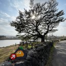 제주 수산리 곰솔 Daum카페