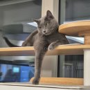 캣라운지 | 펫코본 포레스트 캣타워 v3 한 달 사용 찐 후기