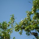 아카시아 이미지