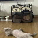송정유치원 | 놀러오개 송정점 견생 첫 호텔링 후기 / 경기 광주 애견호텔, 애견유치원 놀러오개 송정점