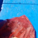 그린낚시 이미지