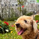 강화초등학교 | 강아지랑 산책하기 좋은 곳, 강화산성 북문 벚꽃길 후기 (+가는법)