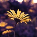 없습니다 이미지