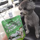 행복한 멍냥이 | 고양이 강아지산양유 펫생각 하루조이 행양행댕 급여후기