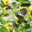 참새농장 이미지