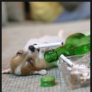 미쵸미쵸 이미지