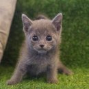 온천장고양이 이미지
