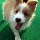 웃으면복이와요 이미지