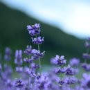 나온농장 이미지