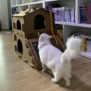 폴짝하우스 | 고양이 용품 컴플레인 후기 : 고양이섬 미끄럼틀 숨숨하우스 스크래처 하우스 만드는 방법