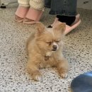 멍꼬미 | 🐶 멍돌핀: 신논현역 애견카페 멍돌핀 후기