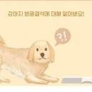 올바른 동물병원 이미지