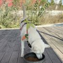 호텔나무 | 전주 반려견 행동교정, 호텔 ‘나무’ 🌳 (후기가 없어서 내돈내산 직접 방문해봄)