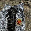 송이김밥 이미지