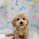 댕댕미장원 이미지