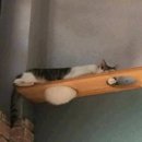 구르메식당 이미지